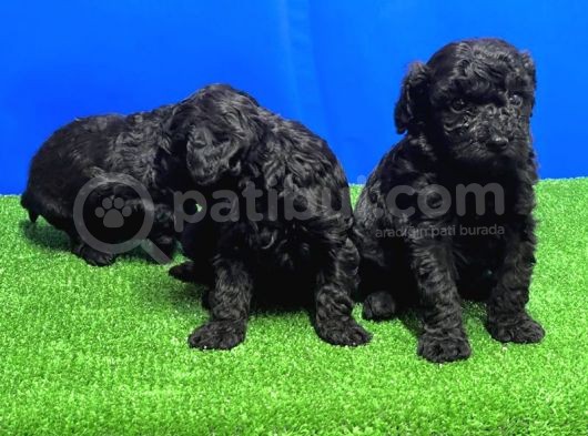 Mükemmel Kali̇tede Si̇yah Toy Poodle Yavru