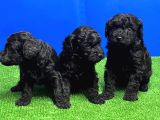 Mükemmel Kali̇tede Si̇yah Toy Poodle Yavru