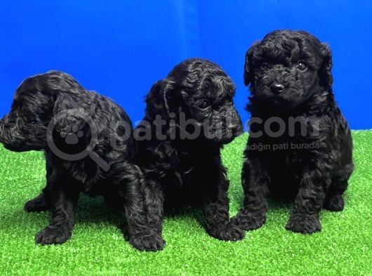 Mükemmel Kali̇tede Si̇yah Toy Poodle Yavru görsel