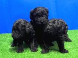 Mükemmel Kali̇tede Si̇yah Toy Poodle Yavru
