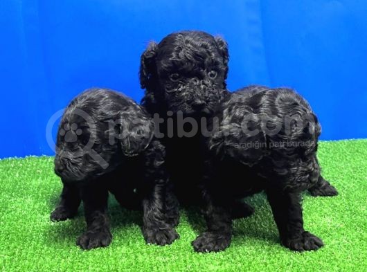 Mükemmel Kali̇tede Si̇yah Toy Poodle Yavru görsel