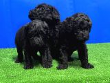 Mükemmel Kali̇tede Si̇yah Toy Poodle Yavru