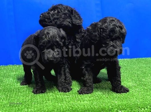 Mükemmel Kali̇tede Si̇yah Toy Poodle Yavru görsel