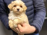 Di̇zayn Irk Malti̇poo Bebekler