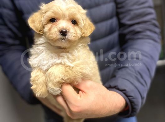 Di̇zayn Irk Malti̇poo Bebekler görsel