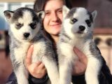 Sibirya Kurdu Husky Yavrular (Bursa Köpek Okulu)