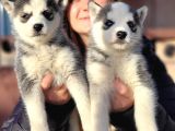 Sibirya Kurdu Husky Yavrular (Bursa Köpek Okulu)