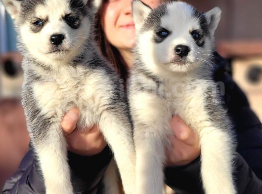 Sibirya Kurdu Husky Yavrular (Bursa Köpek Okulu) görsel