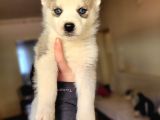 Sibirya Kurdu Husky Yavrular (Bursa Köpek Okulu)
