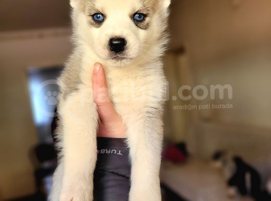Sibirya Kurdu Husky Yavrular (Bursa Köpek Okulu) görsel