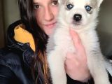 Sibirya Kurdu Husky Yavrular (Bursa Köpek Okulu)