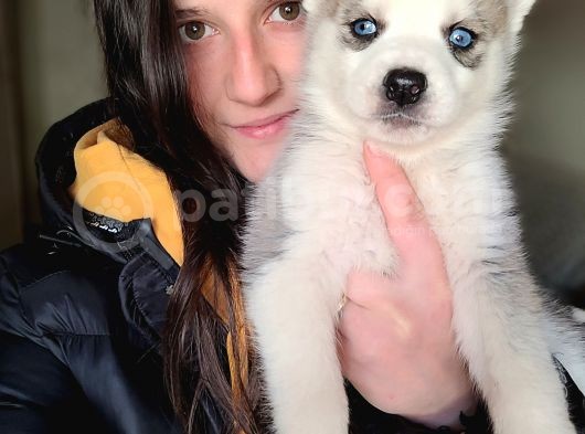 Sibirya Kurdu Husky Yavrular (Bursa Köpek Okulu)