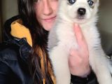 Sibirya Kurdu Husky Yavrular (Bursa Köpek Okulu)