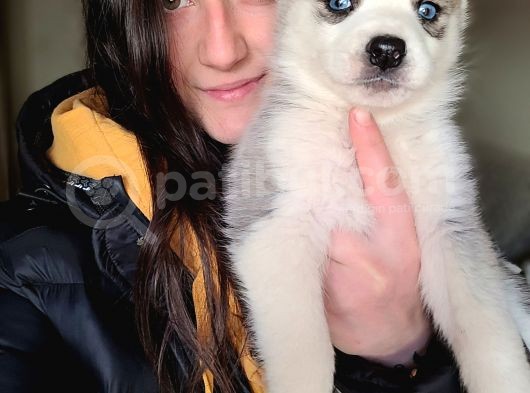 Sibirya Kurdu Husky Yavrular (Bursa Köpek Okulu) görsel
