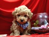 TATLI TADINDA MALTİPOO YAVRULARI