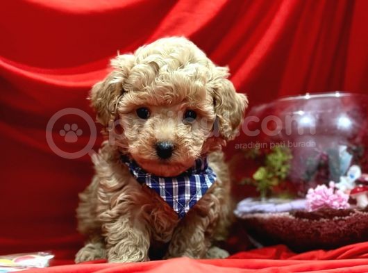Tatli Tadinda Malti̇poo Yavrulari