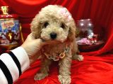 Tatli Tadinda Malti̇poo Yavrulari