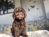Chocolate Brown Toy Poodle Bebekler A Kali̇te