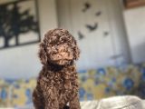 Chocolate Brown Toy Poodle Bebekler A Kali̇te