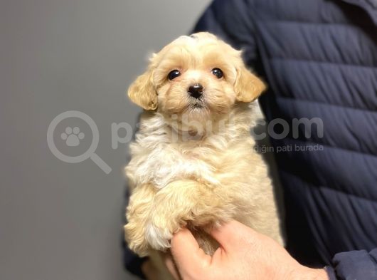 Di̇zayn Irk Malti̇poo Bebekler görsel
