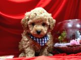 Tatli Tadinda Malti̇poo Yavrulari