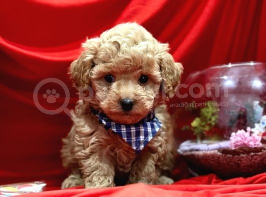 Tatli Tadinda Malti̇poo Yavrulari görsel