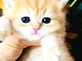 A Kalite Bri̇ti̇sh Shorthai̇r Golden  Yavrular