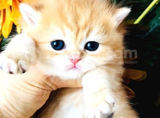 A Kalite Bri̇ti̇sh Shorthai̇r Golden  Yavrular görsel