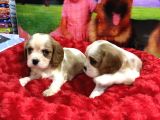 Vonalp Pet Garanti̇li̇ Cavali̇er Ki̇ng Charles Yavrularimiz