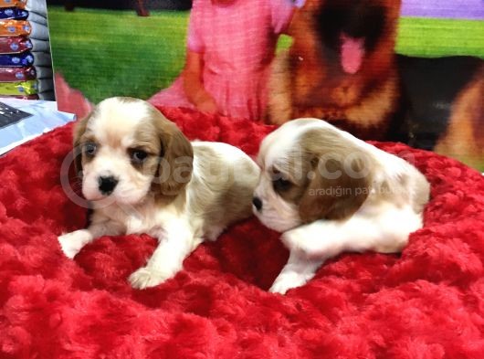 Vonalp Pet Garanti̇li̇ Cavali̇er Ki̇ng Charles Yavrularimiz görsel
