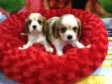 VONALP PET GARANTİLİ CAVALİER KİNG CHARLES YAVRULARIMIZ