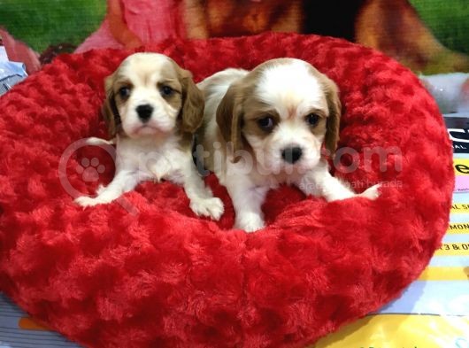 Vonalp Pet Garanti̇li̇ Cavali̇er Ki̇ng Charles Yavrularimiz