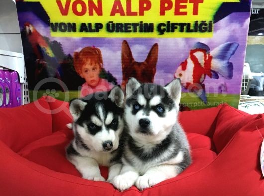 Vonalp Pet Garanti̇li̇ Si̇bi̇rya Kurdu (Husky) Yavrularimiz görsel