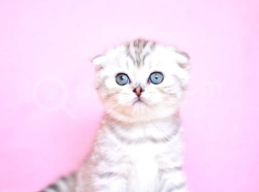 Asi̇l Soydan Silver Scottishfold