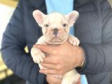 Blue Taşiyici Blue Pied French Bulldog