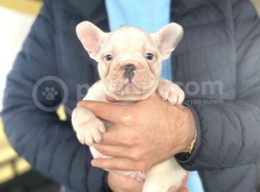 Blue Taşiyici Blue Pied French Bulldog görsel