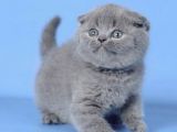 Kulaksiz Gri̇ Scottish Fold