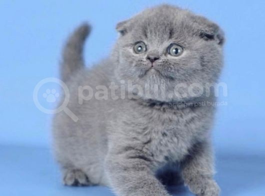Kulaksiz Gri̇ Scottish Fold görsel