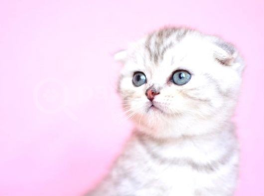 Asi̇l Soydan Silver Scottishfold görsel