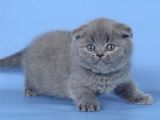 Kulaksiz Gri̇ Scottish Fold
