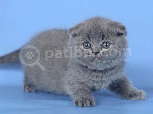 Kulaksiz Gri̇ Scottish Fold görsel