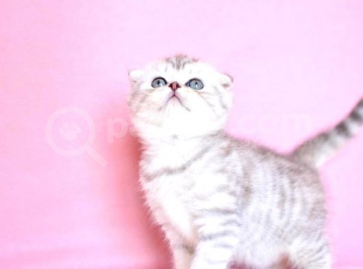Asi̇l Soydan Silver Scottishfold görsel