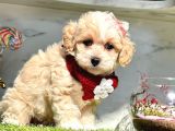 Sevi̇mli̇ Malti̇po Yavrular