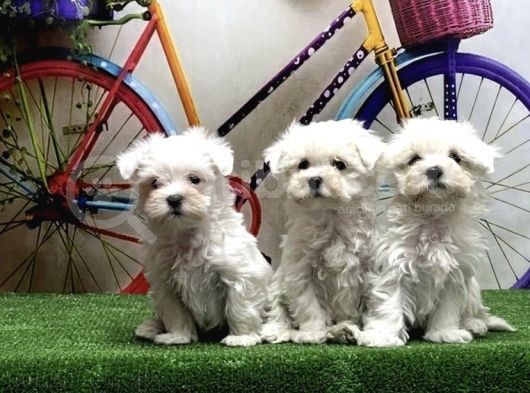 Kore Kan Maltese Yavrularım