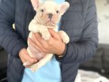 Blue Taşiyici Blue Pied French Bulldog