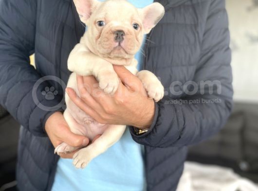 Blue Taşiyici Blue Pied French Bulldog görsel