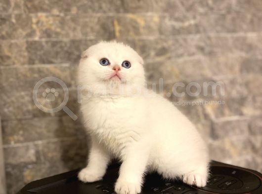Bi̇blo Bebek Scotti̇sh Fold Beyaz Sifir Kulak görsel