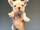 Blue Taşiyici Blue Pied French Bulldog
