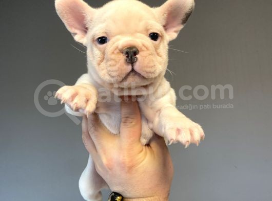 Blue Taşiyici Blue Pied French Bulldog görsel