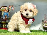 Sevi̇mli̇ Malti̇po Yavrular